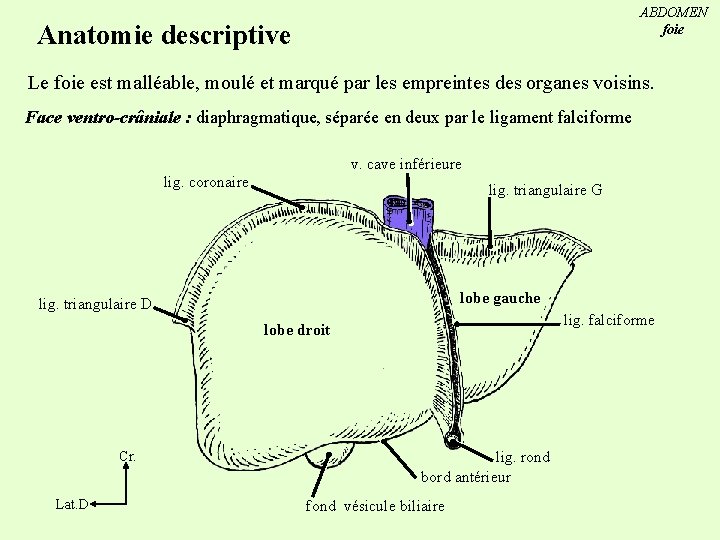 ABDOMEN foie Anatomie descriptive Le foie est malléable, moulé et marqué par les empreintes