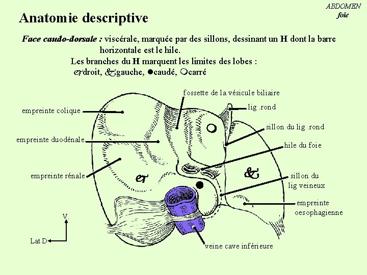 ABDOMEN foie Anatomie descriptive Face caudo-dorsale : viscérale, marquée par des sillons, dessinant un