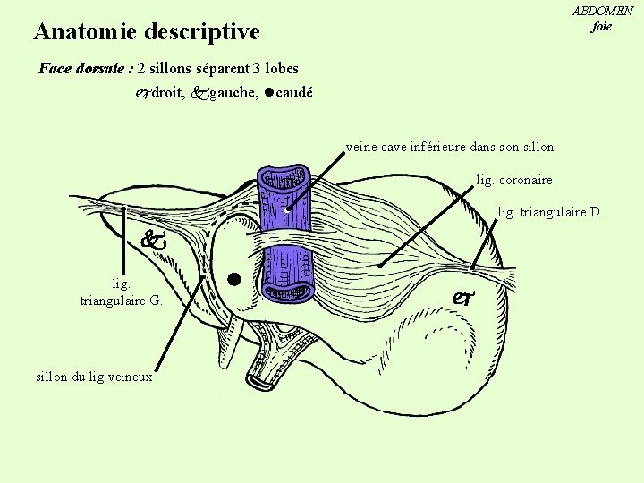 ABDOMEN foie Anatomie descriptive Face dorsale : 2 sillons séparent 3 lobes droit, gauche,