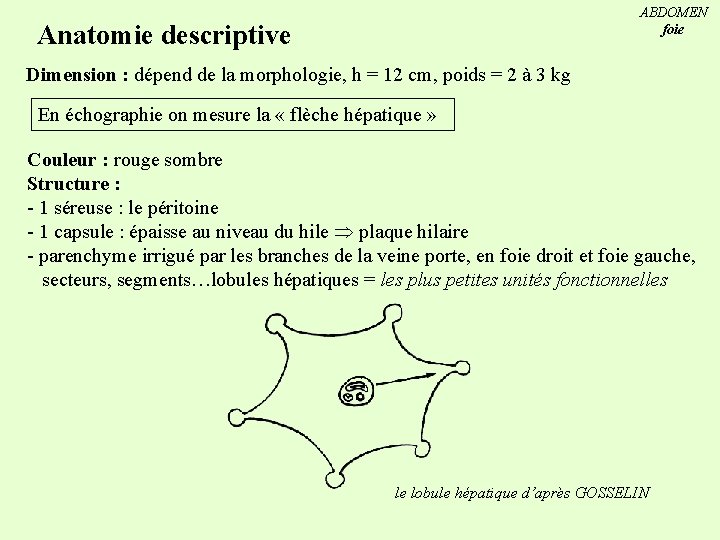 ABDOMEN foie Anatomie descriptive Dimension : dépend de la morphologie, h = 12 cm,