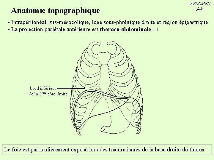 Anatomie topographique ABDOMEN foie - Intrapéritonéal, sus-mésocolique, loge sous-phrénique droite et région épigastrique -
