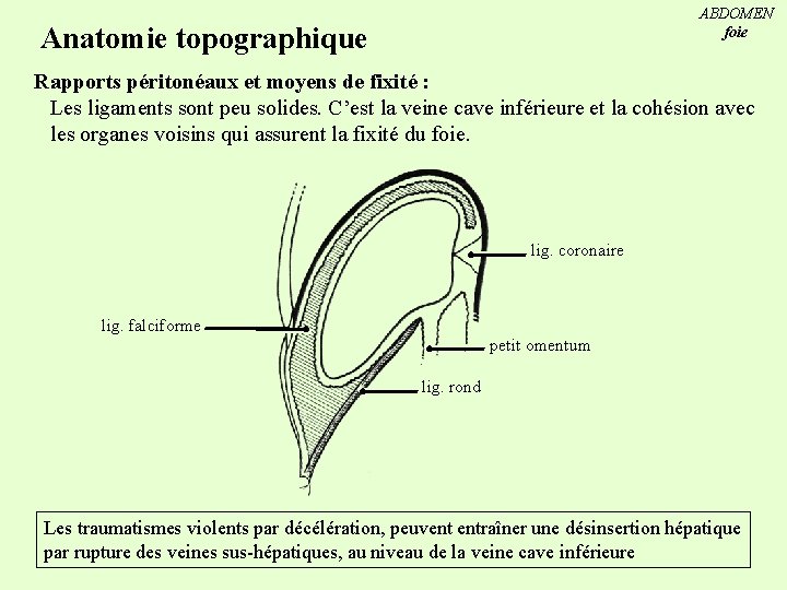 ABDOMEN foie Anatomie topographique Rapports péritonéaux et moyens de fixité : Les ligaments sont