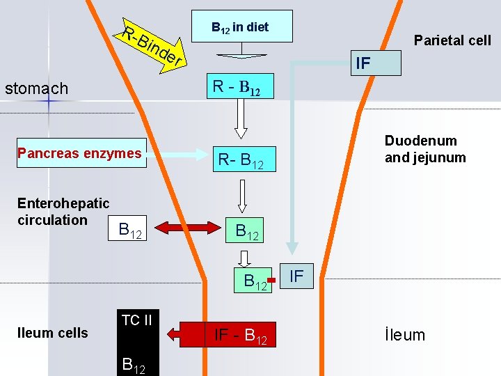 R- Bin B 12 in diet Pancreas enzymes r IF B 12 TC II