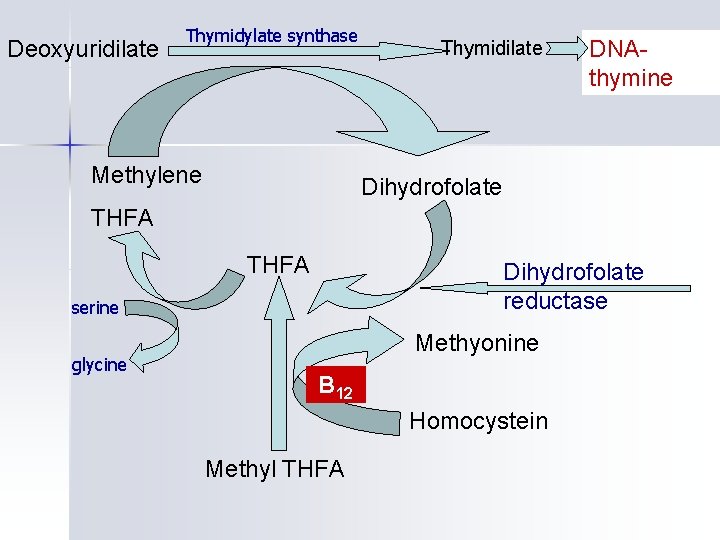 Deoxyuridilate Thymidylate synthase Methylene Thymidilate DNAthymine Dihydrofolate THFA Dihydrofolate reductase serine glycine Methyonine B