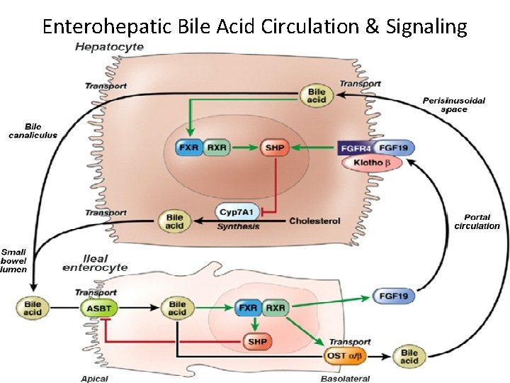 Enterohepatic Bile Acid Circulation & Signaling 