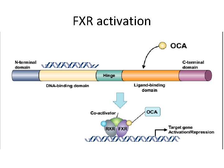 FXR activation 