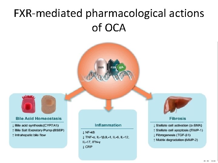 FXR-mediated pharmacological actions of OCA 