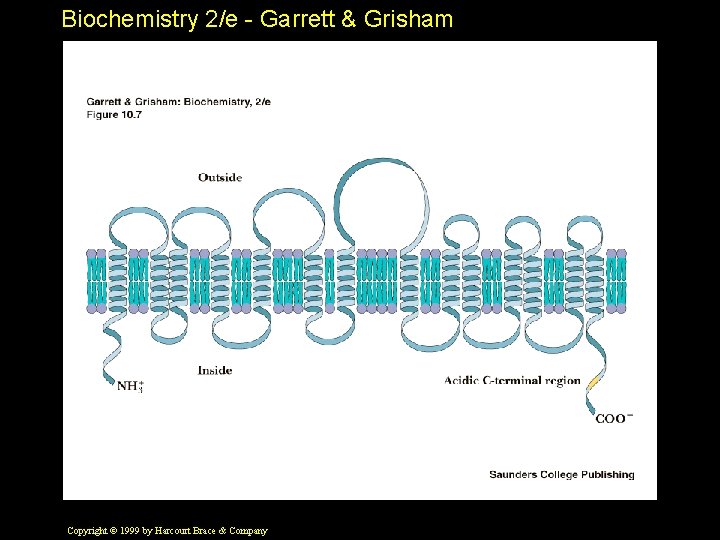 Biochemistry 2/e - Garrett & Grisham Copyright © 1999 by Harcourt Brace & Company