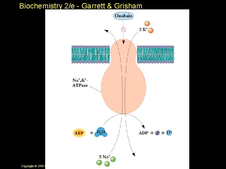 Biochemistry 2/e - Garrett & Grisham Copyright © 1999 by Harcourt Brace & Company