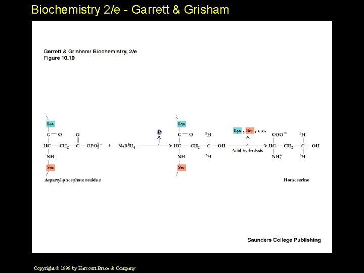 Biochemistry 2/e - Garrett & Grisham Copyright © 1999 by Harcourt Brace & Company