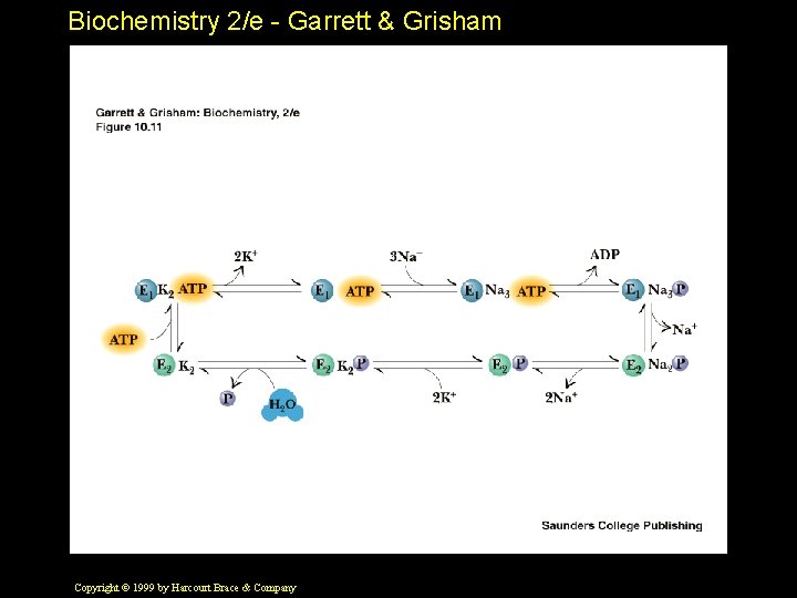 Biochemistry 2/e - Garrett & Grisham Copyright © 1999 by Harcourt Brace & Company