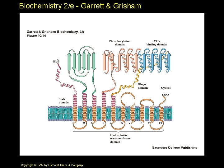 Biochemistry 2/e - Garrett & Grisham Copyright © 1999 by Harcourt Brace & Company