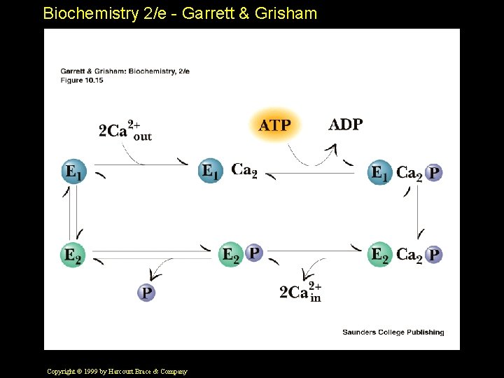 Biochemistry 2/e - Garrett & Grisham Copyright © 1999 by Harcourt Brace & Company