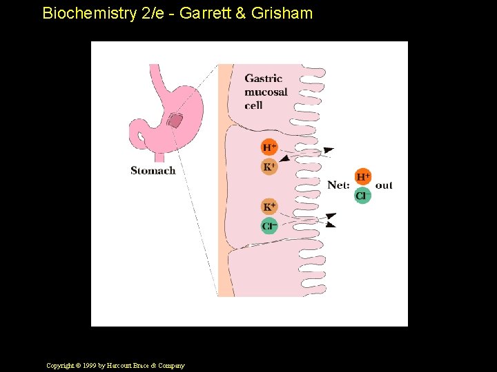 Biochemistry 2/e - Garrett & Grisham Copyright © 1999 by Harcourt Brace & Company