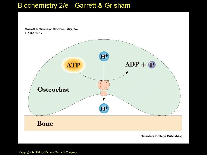 Biochemistry 2/e - Garrett & Grisham Copyright © 1999 by Harcourt Brace & Company