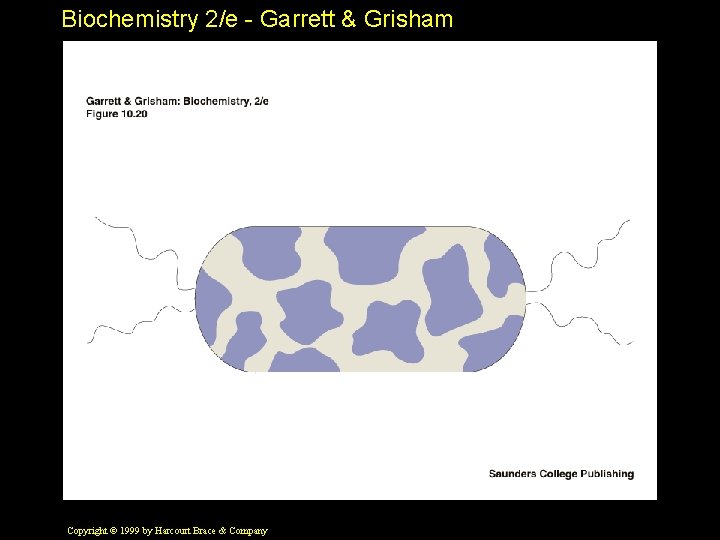 Biochemistry 2/e - Garrett & Grisham Copyright © 1999 by Harcourt Brace & Company