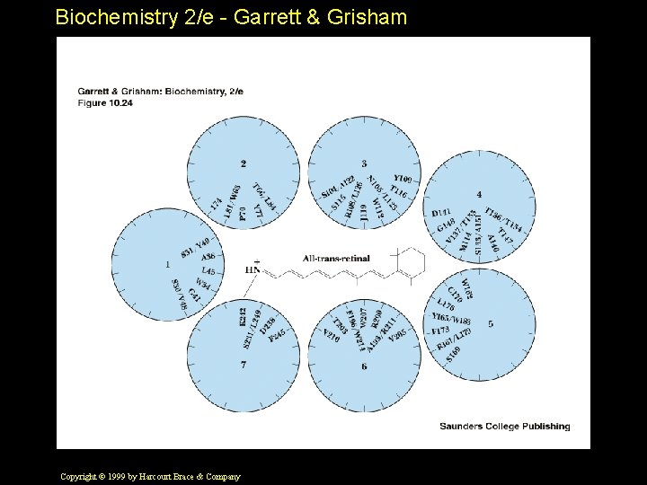 Biochemistry 2/e - Garrett & Grisham Copyright © 1999 by Harcourt Brace & Company