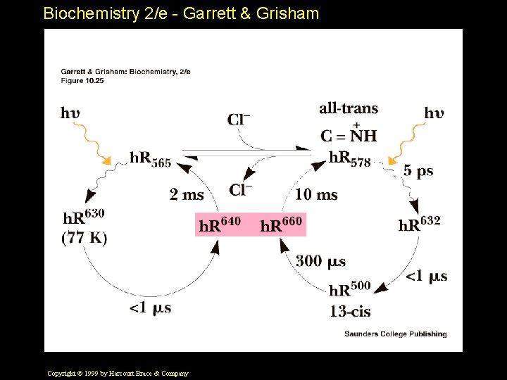 Biochemistry 2/e - Garrett & Grisham Copyright © 1999 by Harcourt Brace & Company