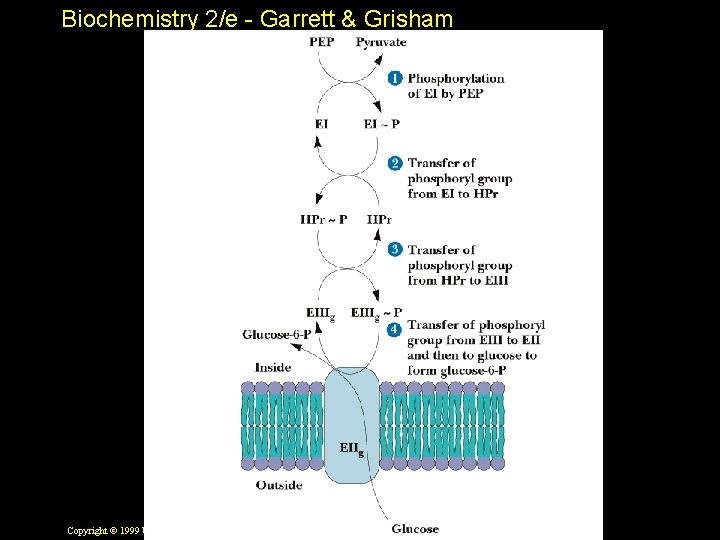 Biochemistry 2/e - Garrett & Grisham Copyright © 1999 by Harcourt Brace & Company