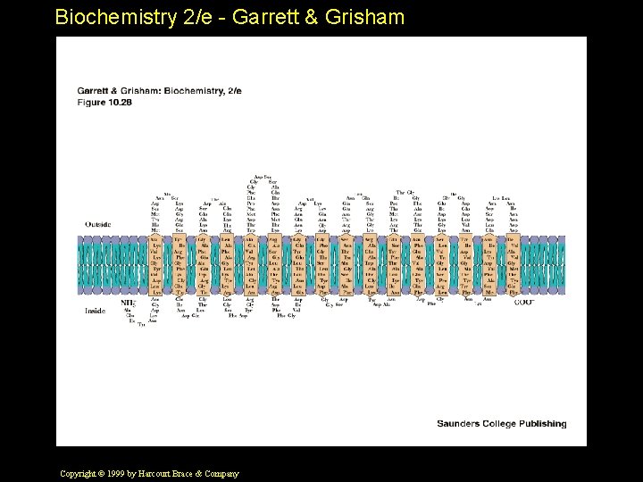 Biochemistry 2/e - Garrett & Grisham Copyright © 1999 by Harcourt Brace & Company