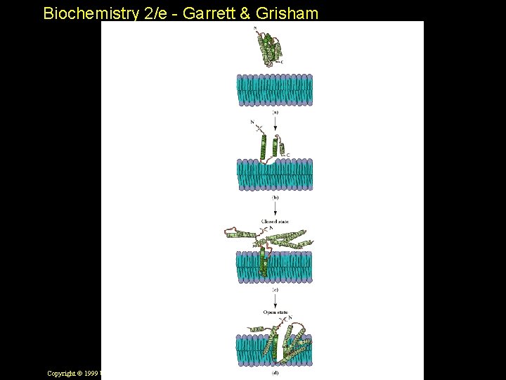 Biochemistry 2/e - Garrett & Grisham Copyright © 1999 by Harcourt Brace & Company