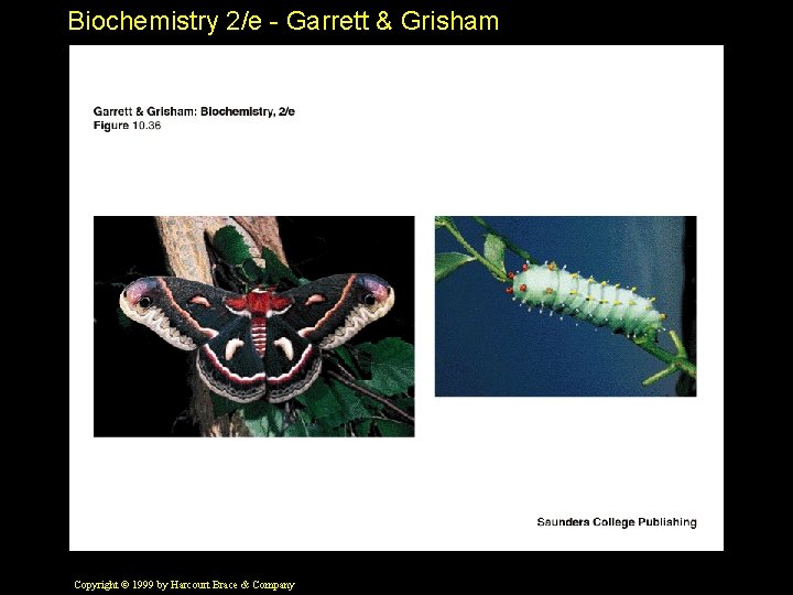 Biochemistry 2/e - Garrett & Grisham Copyright © 1999 by Harcourt Brace & Company