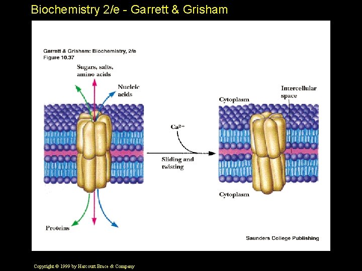 Biochemistry 2/e - Garrett & Grisham Copyright © 1999 by Harcourt Brace & Company