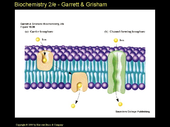 Biochemistry 2/e - Garrett & Grisham Copyright © 1999 by Harcourt Brace & Company