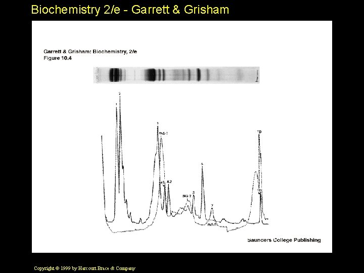 Biochemistry 2/e - Garrett & Grisham Copyright © 1999 by Harcourt Brace & Company