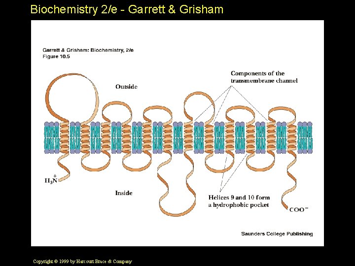 Biochemistry 2/e - Garrett & Grisham Copyright © 1999 by Harcourt Brace & Company