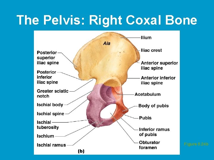 The Pelvis: Right Coxal Bone Figure 5. 24 b 