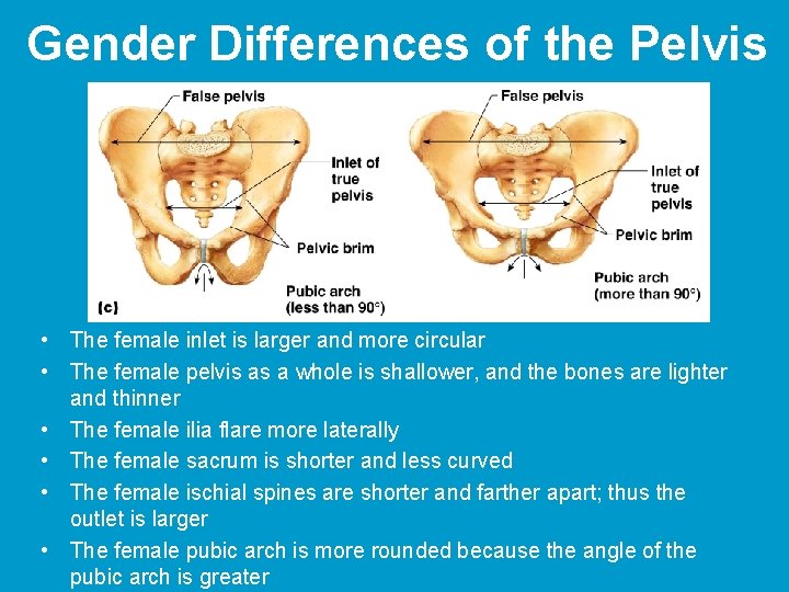 Gender Differences of the Pelvis • The female inlet is larger and more circular