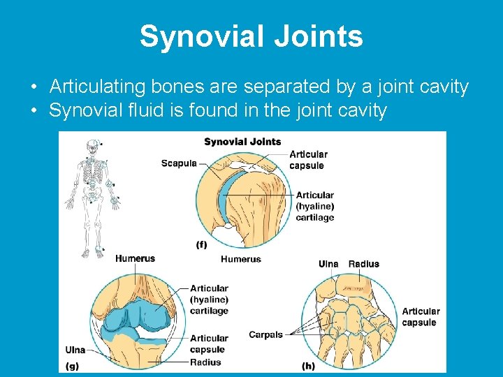 Synovial Joints • Articulating bones are separated by a joint cavity • Synovial fluid