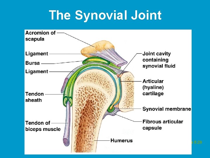 The Synovial Joint Figure 5. 29 