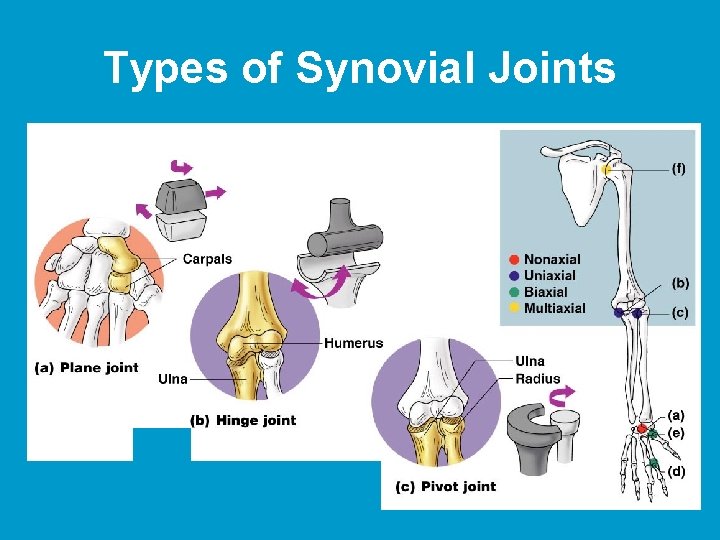 Types of Synovial Joints Figure 5. 30 a–c  Types of Synovial Joints Figure 5. 30 a–c