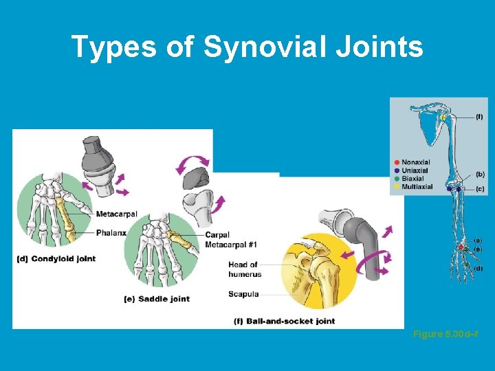 Types of Synovial Joints Figure 5. 30 d–f  Types of Synovial Joints Figure 5. 30 d–f