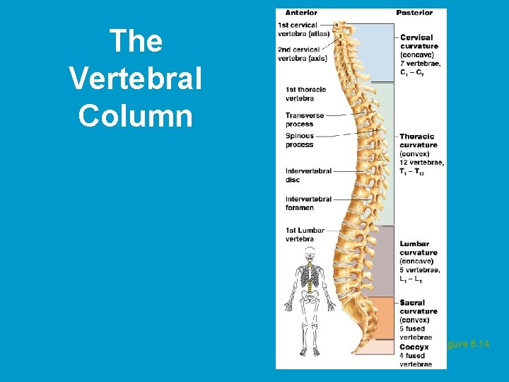 The Vertebral Column Figure 5. 14  The Vertebral Column Figure 5. 14