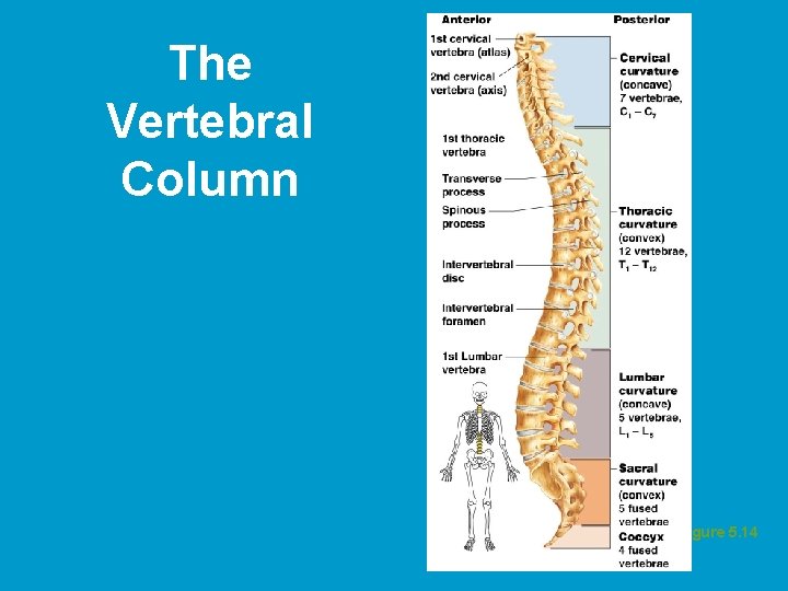 The Vertebral Column Figure 5. 14 