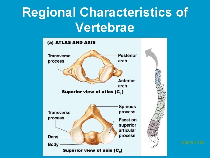 Regional Characteristics of Vertebrae Figure 5. 18 a 