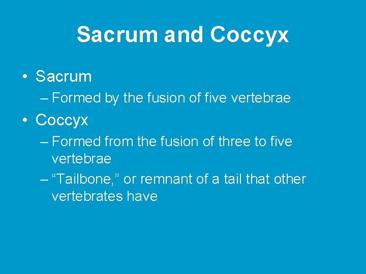 Sacrum and Coccyx • Sacrum – Formed by the fusion of five vertebrae •
