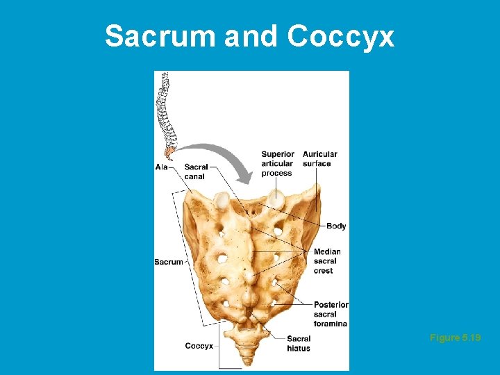 Sacrum and Coccyx Figure 5. 19  Sacrum and Coccyx Figure 5. 19