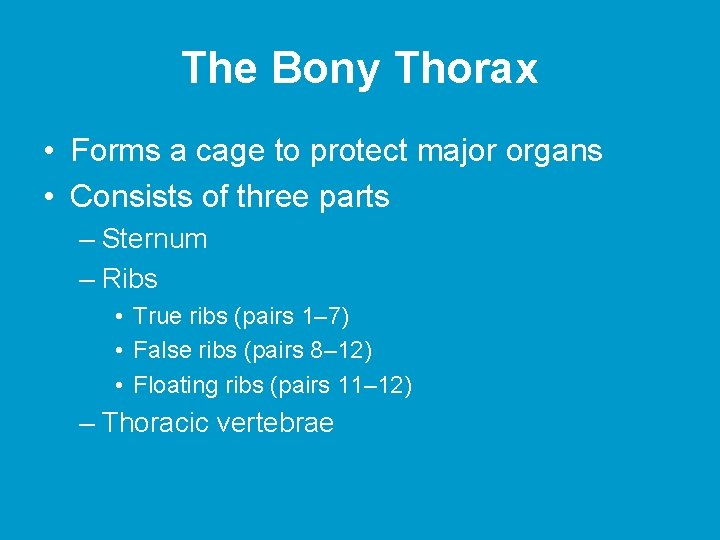 The Bony Thorax • Forms a cage to protect major organs • Consists of The Bony Thorax • Forms a cage to protect major organs • Consists of