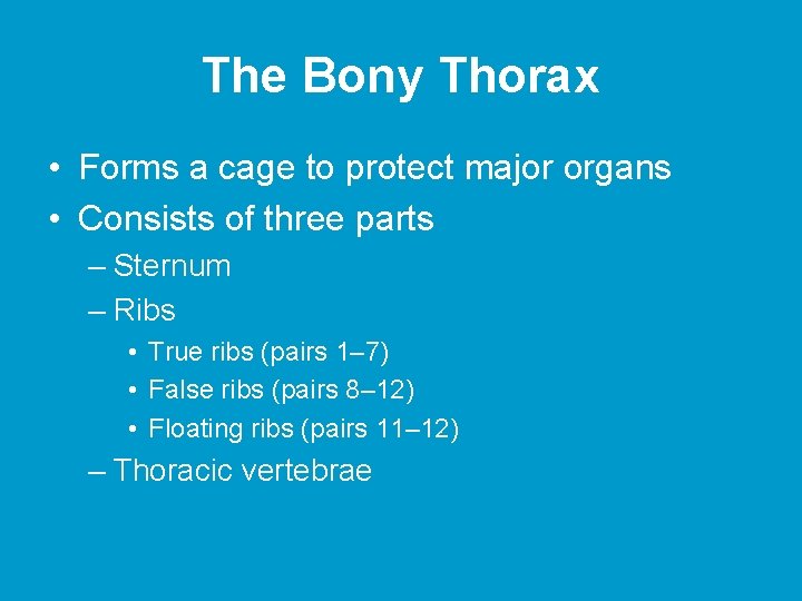 The Bony Thorax • Forms a cage to protect major organs • Consists of