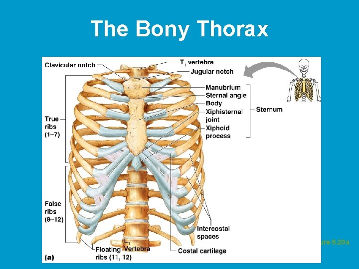 The Bony Thorax Figure 5. 20 a 