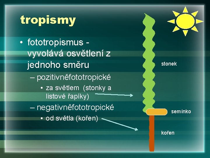 tropismy • fototropismus vyvolává osvětlení z jednoho směru stonek – pozitivněfototropické • za světlem