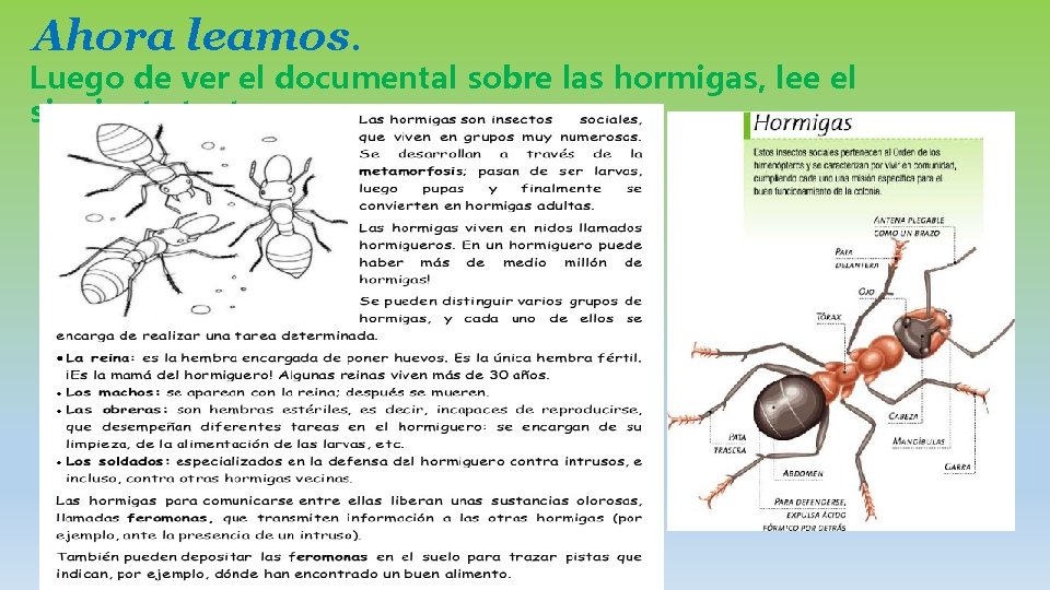 Ahora leamos. Luego de ver el documental sobre las hormigas, lee el siguiente texto.