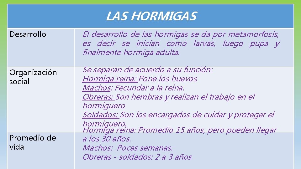 LAS HORMIGAS Desarrollo El desarrollo de las hormigas se da por metamorfosis, es decir