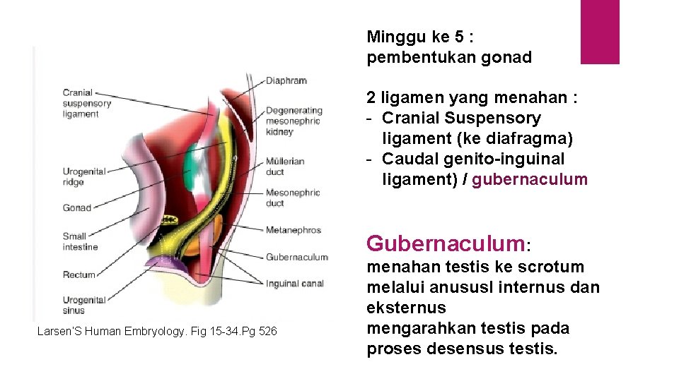 Minggu ke 5 : pembentukan gonad 2 ligamen yang menahan : - Cranial Suspensory