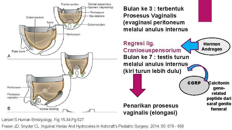 Bulan ke 3 : terbentuk Prosesus Vaginalis (evaginasi peritoneum melalui anulus internus Regresi lig.