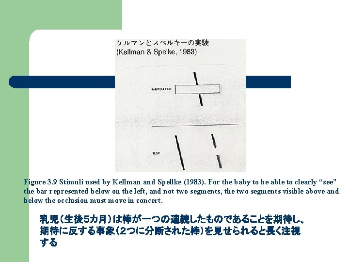 Figure 3. 9 Stimuli used by Kellman and Spellke (1983). For the baby to